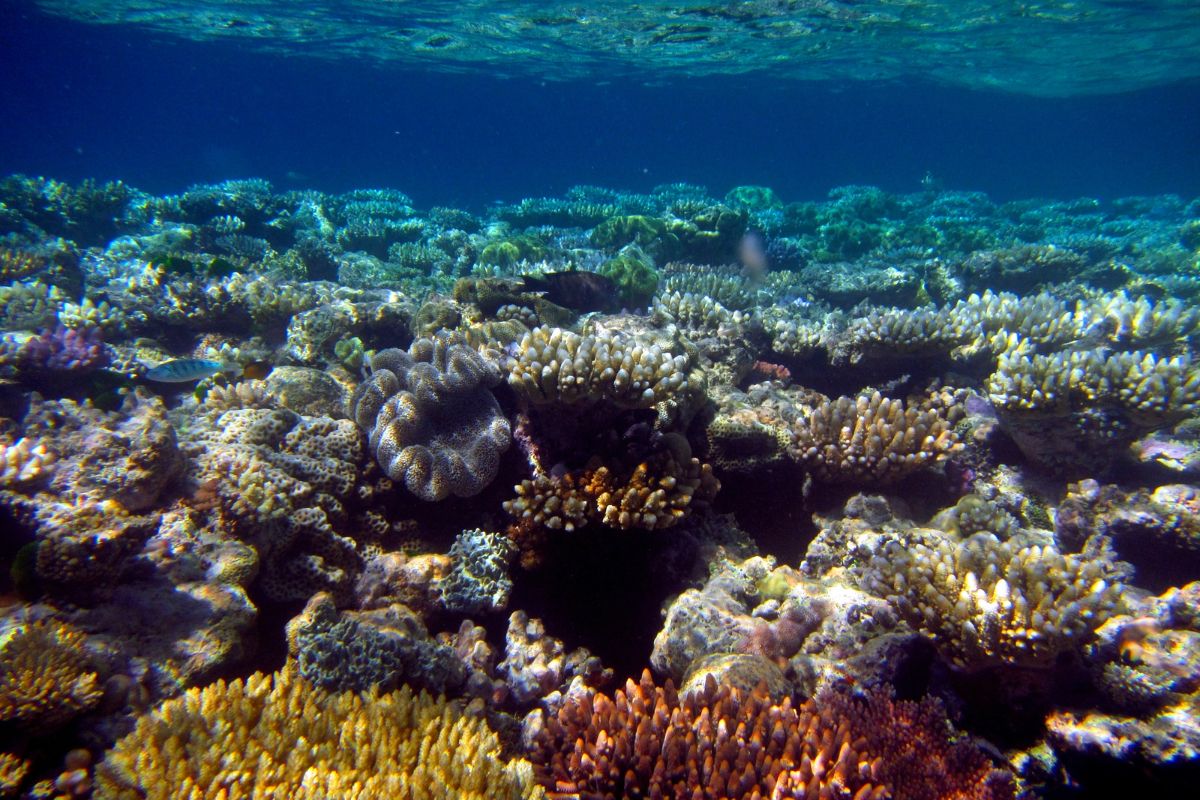Protecting Our Oceans: A Comprehensive Guide to Reef-Safe Sunscreen